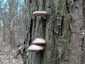 Kései laskagomba (Pleurotus ostreatus), Budai-hegység